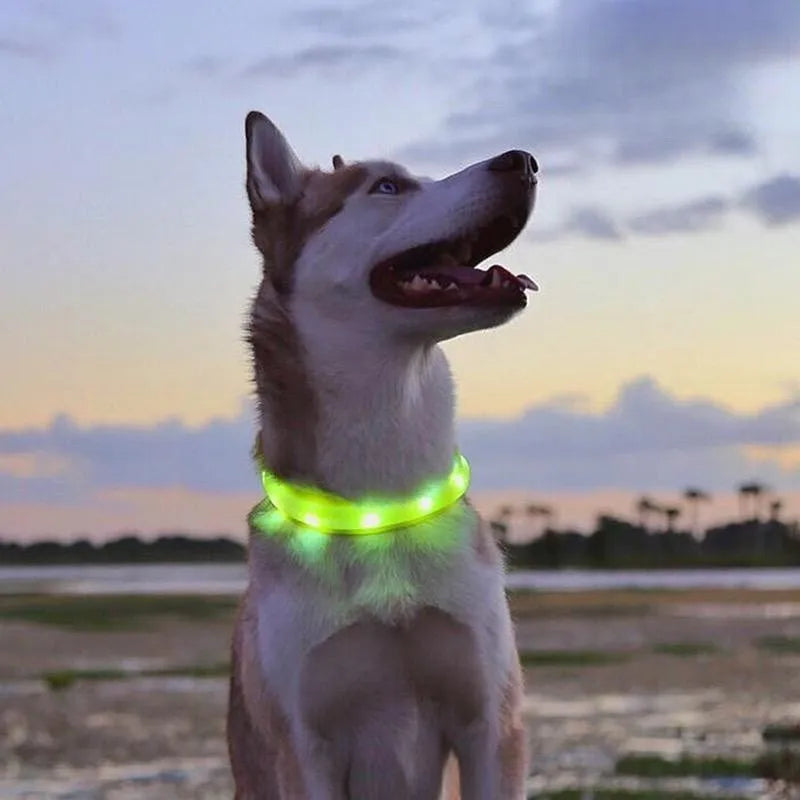 LED leuchtendes wasserdichtes Halsband für Hunde