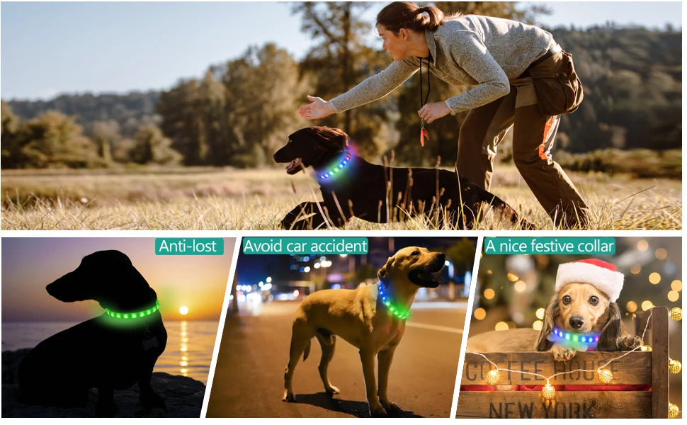 LED leuchtendes wasserdichtes Halsband für Hunde